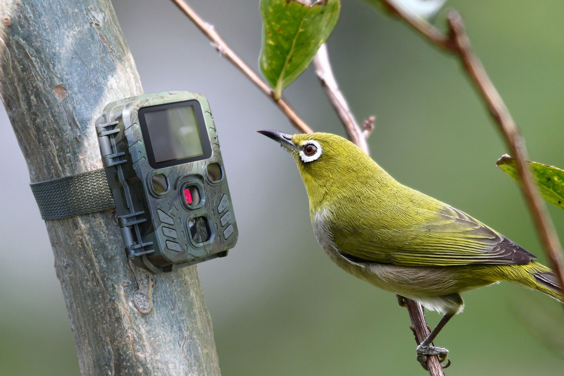 Camera Wild 1080P 12MP IP56 PIR IR 18m per Osservazione Fauna, TX-117